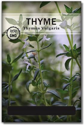 VibeX PUAS-26 - German Thyme - (450 Seeds) Seed