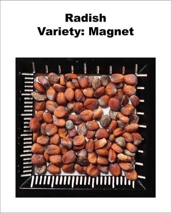 WILLVINE XLL-803 F1 Hybrid Radish Seeds Magnet Seed