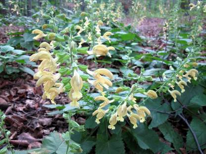 VibeX ® LXI-405 Salvia Glutinosa Jupiter Distaff Sage Seed