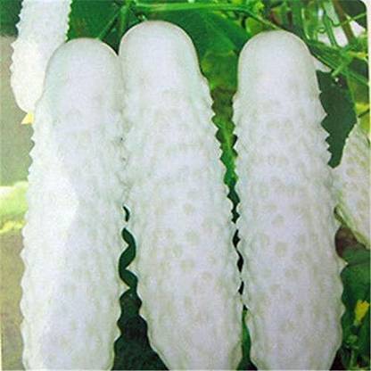 Qualtivate XXX-8A Long Chinese Cucumber White Seed