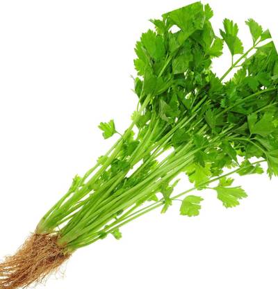 VibeX GBPUT-95 - Chinese Celery - (250 Seeds) Seed