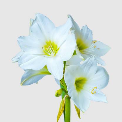Amarygo Amaryllis Matterhorn Bulb Seed