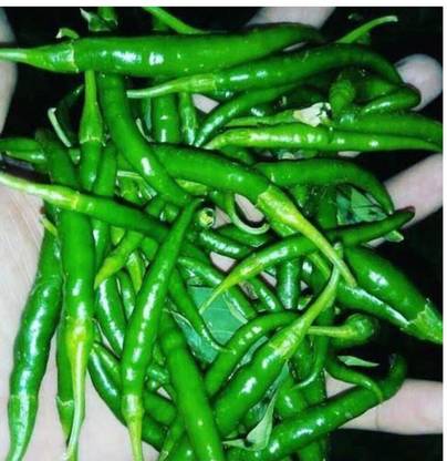 greenfarm NXC- Chilli Seeds / Mirchi Seeds/ Organic, 450 X Seeds , edf170 Seed