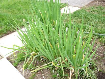 CYBEXIS TLX-92 - Green Welsh Onion Bunching - (1500 Seeds) Seed