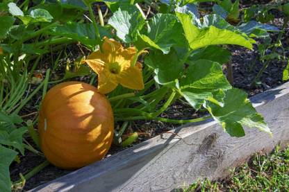 CYBEXIS PAU-11 - Asian Pumpkin Premium Hybrid Quality - (300 Seeds) Seed
