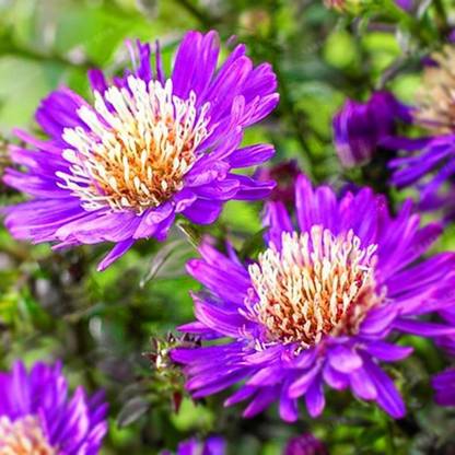 VibeX VVI-72 - Chrysanthemum Flower Plant - (90 Seeds) Seed