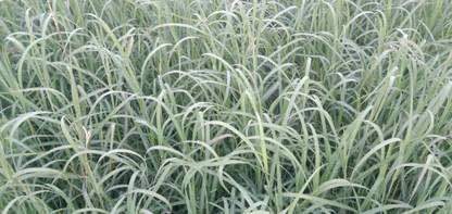 Anant Jinjwa Grass Seed
