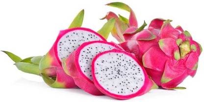 Oliver hybrid dragon fruit seed Seed