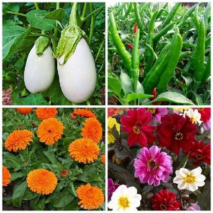 SimXotic Brinjal Small, Chilly Rocket, Calendula Flowers & Dahlia Single Petal Flowers Seed