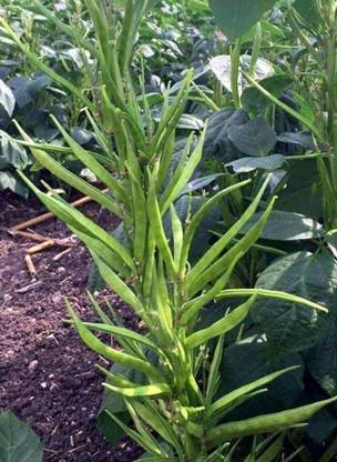 Avysa Guwar/Cluster Beans Seed