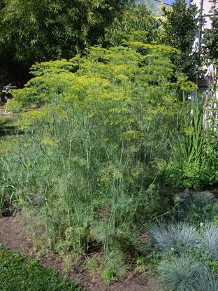 GRAXY Dill Mammoth Long Island Seed