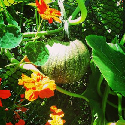 ErTh Pumpkin Desi - Green Seeds Seed