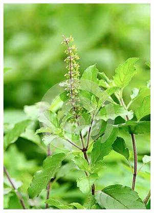 SEEDSART NXC - Gorgeous Tulsi Seeds " Tulsi " Organic 100 Seeds , I232 Seed