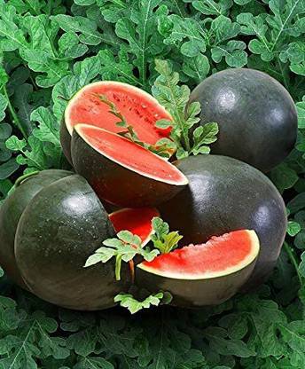 CYBEXIS XL-12 - Watermelon Black Beauty Early Rare Giant - (150 Seeds) Seed