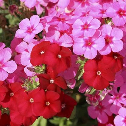 Lorvox Phlox Flower Plant Seed