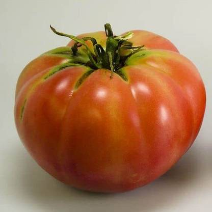 WILLVINE Imported Tomato Ablong [1g, 300 Seeds] Seed