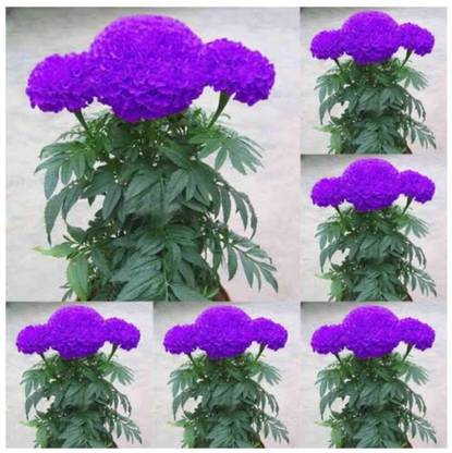 WILLVINE BLUE MARIGOLD SEEDS-[1000 Seeds] Seed