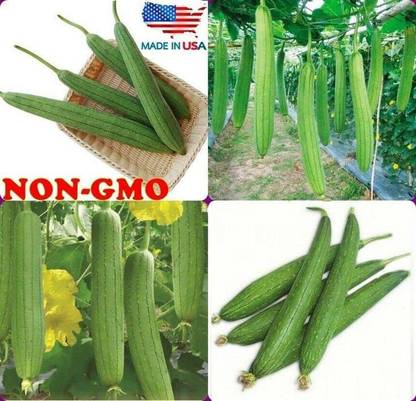 VibeX ATS-67 - Certified Organic Luffa Sponge Gourd - (300 Seeds) Seed