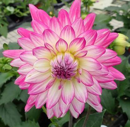 VibeX XLR-40 - Rare Blue and White Point Dahlia - (60 Seeds) Seed