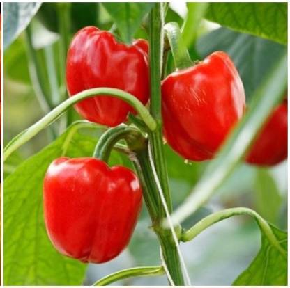 CYBEXIS PUAS-26 - Red Capsicum Vegetable - (150 Seeds) Seed