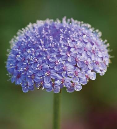 CYBEXIS TLX-58 - Blue Lace Island Daisy Flower - (60 Seeds) Seed