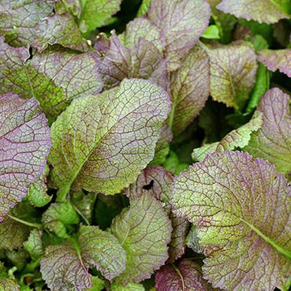 VibeX ® VXI-356 Japanese Giant Red Mustard Greens Seed