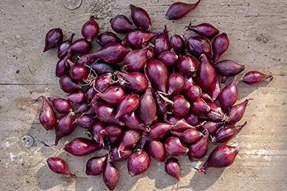 Qualtivate XXX-1A Hybrid Shallots onion Seed