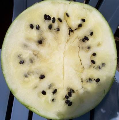 CYBEXIS NDIR-34 - Cream of Saskatchewan Watermelon - (1350 Seeds) Seed