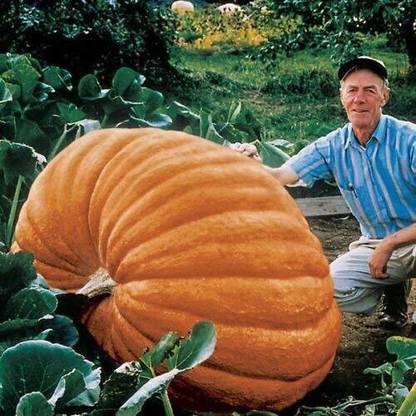 Qualtivate ™ Atlantic Giant Ukraine Heirloom Vegetable Pumpkin Seeds Seed