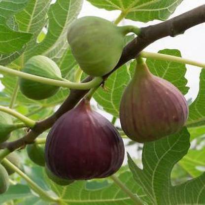 CARIBBEAN HYBRID FIG ANJEER FRUIT Seed