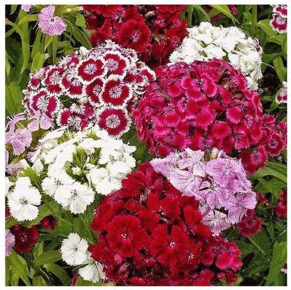 ME Traders Diantnus Flower Seed