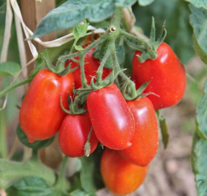 Mozette Organic Roma tomato Seed