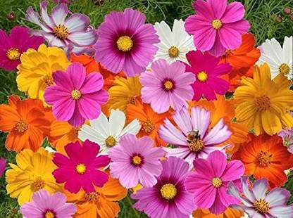 VibeX VVI-4 - Flower : Sonata Mix Cosmos - (90 Seeds) Seed