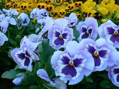 BDSresolve Penji flower seeds/Pansy flower seeds 20 Seed