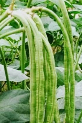 AloGardening Snake Bean Seed