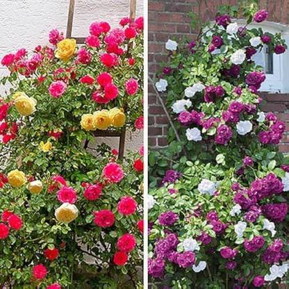 SMGOLD Everbloom Climbing Rose Seed