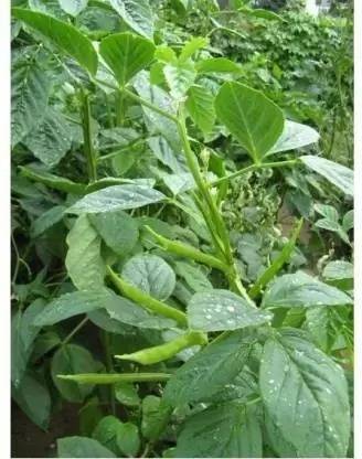 Aro Guar, Cluster Beans/Guar, gavar Seed