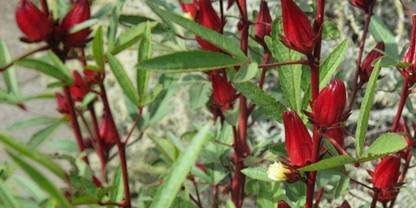 CHILLATAI Red Gongura Seed