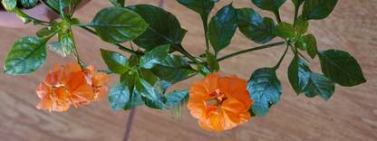 Kingdom kanakambaram-firecracker-crossandra Seed