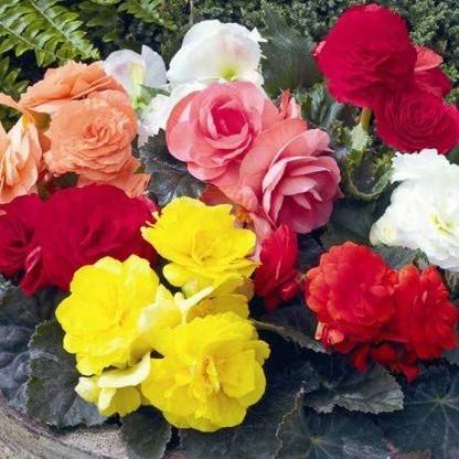 CYBEXIS Mixed Double Begonias Seeds Seed