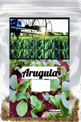 CYBEXIS ATS-33 - Arugula Salad Rocket - (250 Seeds) Seed