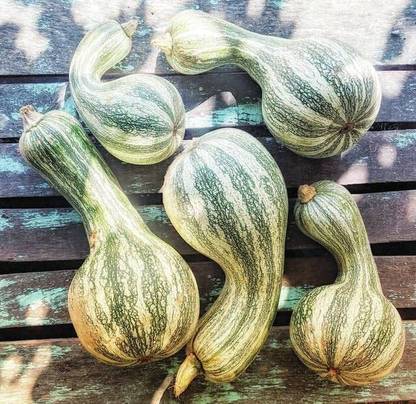 CRGO DIOART-ART-™ Pumpkin vegetables seeds | Orange shade Pumpkin Seed-75 SEEDS-PS889 Seed
