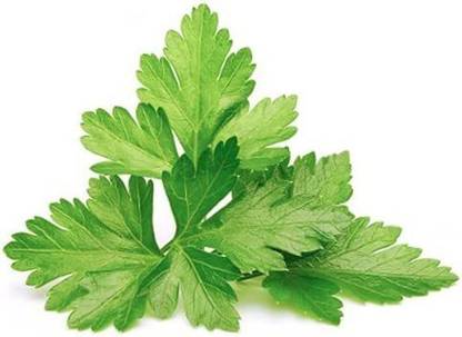 VibeX XLL-35 - Calypso Cilantro - (250 Seeds) Seed