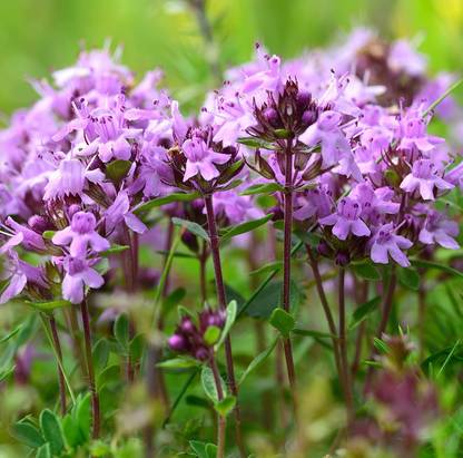VibeX ® RXI-143 Red Carpet Creeping Thyme Seed