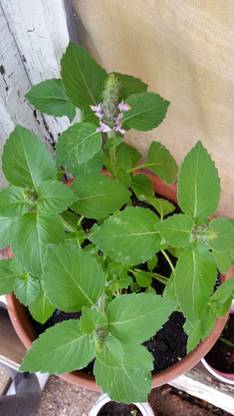 SUNWAN TULSI (HOLY BASIL) Rama Tulsi /रामा तुलसी Plant Seed