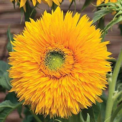 VibeX XLR-57 - Double Sunking Sunflower - (150 Seeds) Seed