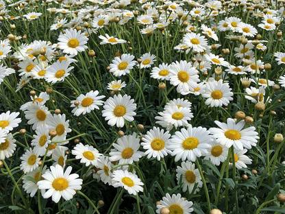 VibeX PUAS-43 - Chamomile German - (750 Seeds) Seed