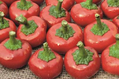 CYBEXIS Pepper (Chilli) - Cherry Bomb Seeds600 Seeds Seed