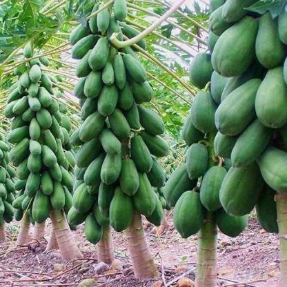 STOKIYA ORIGINAL RED LADY F1 HYBRID PAPAYA TAIWAN 786 VARIETY SEEDS ( 150SEEDS ) Seed