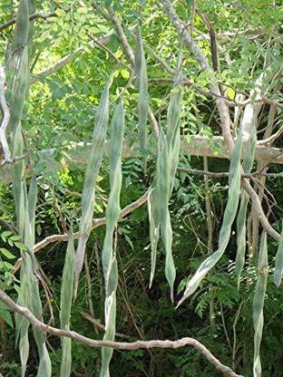 CYBEXIS XLL-52 - Moringa Drumstick Tree Horseradish - (150 Seeds) Seed